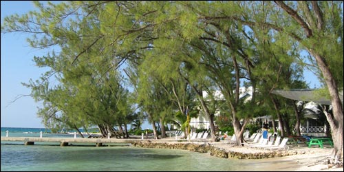 Trees over the water