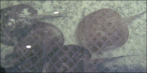 Sting Rays