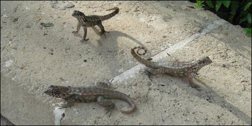 Lizards!